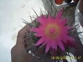 Eriosyce Subgigosa