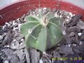 ASTRPHYTUM CAPRICORNE