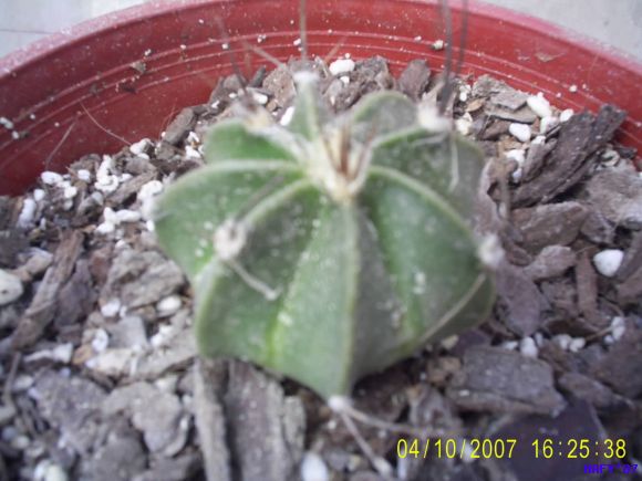 ASTRPHYTUM CAPRICORNE