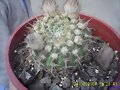 NOTOCACTUS MAMMULLOSUS