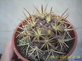 COPIAPOA