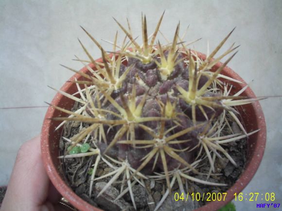 COPIAPOA