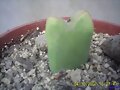 CONOPHYTUM