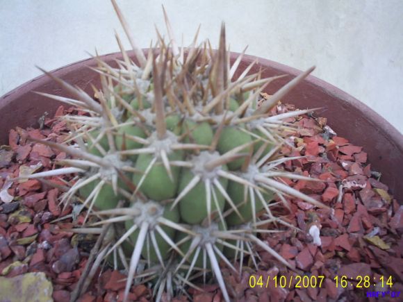 ECHINOPSIS CHILENSIS