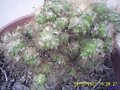 CRISTATA JAMARACU