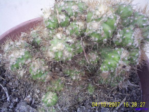 CRISTATA JAMARACU