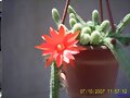 ECHINOPSIS CHAMACEREUS SILVESTRII