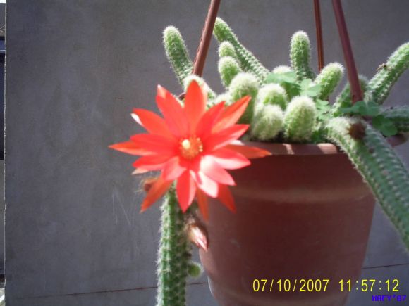 ECHINOPSIS CHAMACEREUS SILVESTRII