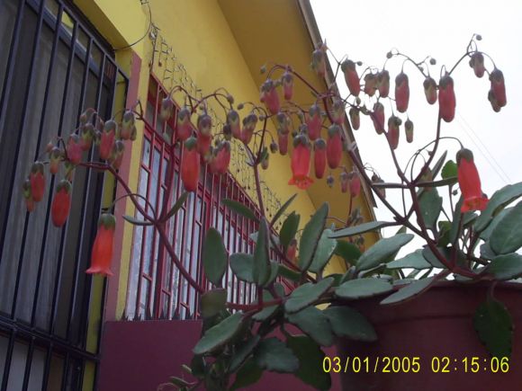 Kalanchoe
