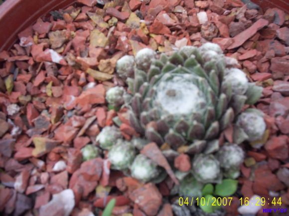 SEMPERVIVUM ARACHNOIDEUM