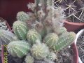 ECHINOPSIS CHAMACEREUS SILVESTRII
