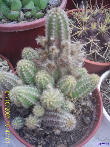 ECHINOPSIS CHAMACEREUS SILVESTRII