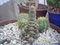 CRASSULA TERES
