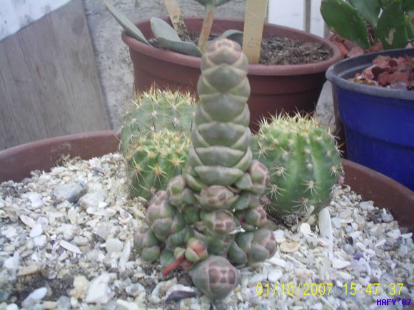 CRASSULA TERES