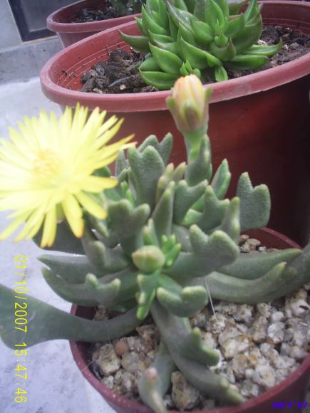 ROMBOPHYLLUM  DOLABRIFORME