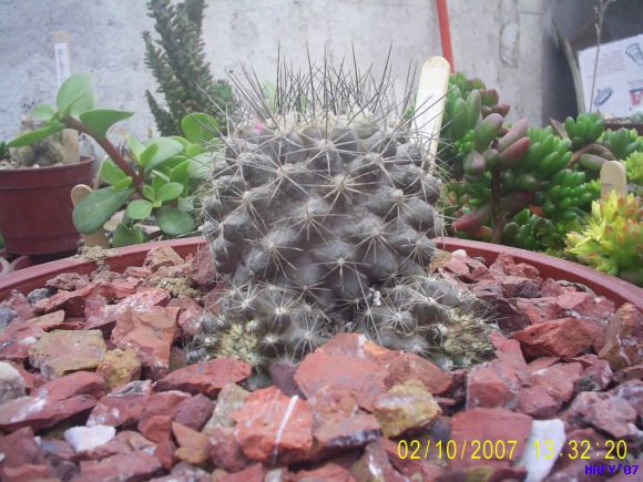 COPIAPOA HUMILIS