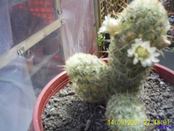 MAMMILLARIA ELONGATA
