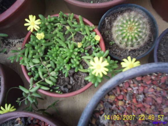 Suculenta sin identificar