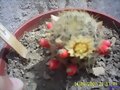 Mammilaria Prol&igrave;fera