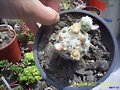 Mammilaria Gracilis