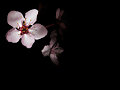 Cerezo