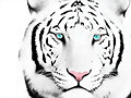 Tigre Blanco