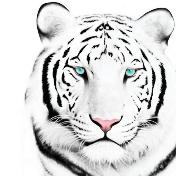 Tigre Blanco