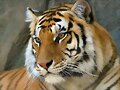Hermoso tigre :O