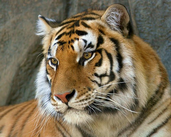 Hermoso tigre :O