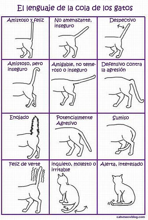 Lenguaje Corporal Del Gato