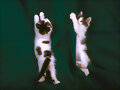 2 Gaticos