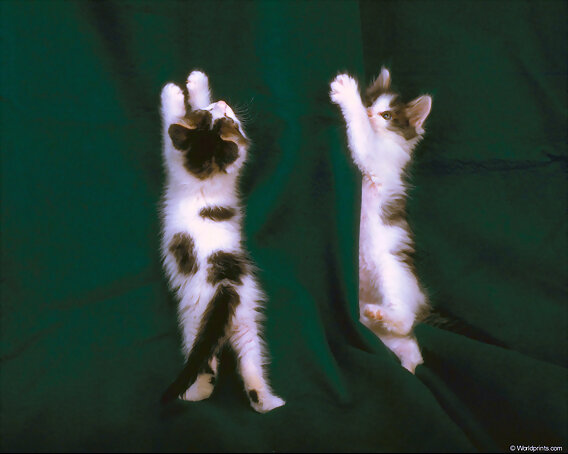 2 Gaticos