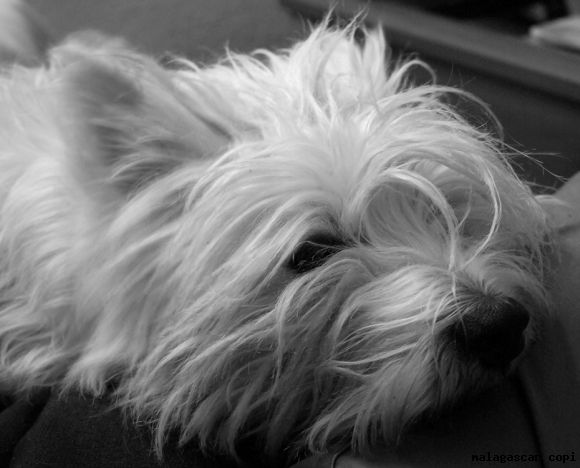 KLON