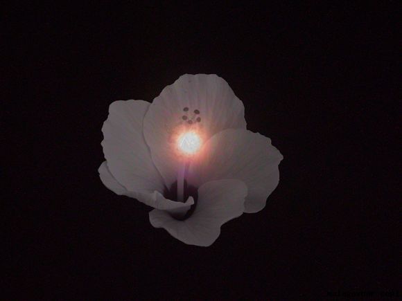 FLOR DE LUNA