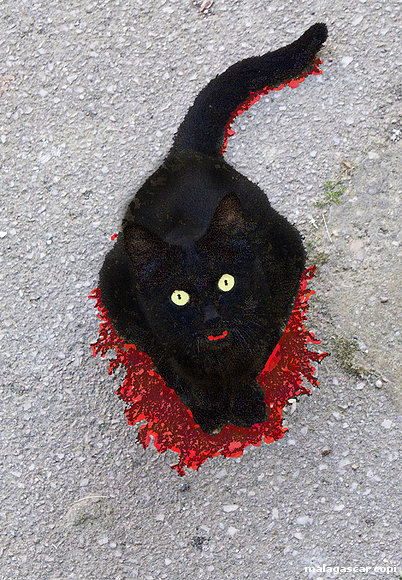 VAMPI-GATO