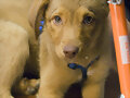 LA PERRITA DE BICHITO