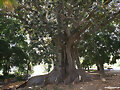 FICUS