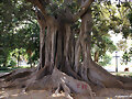 FICUS II