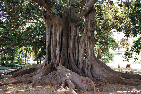 FICUS II