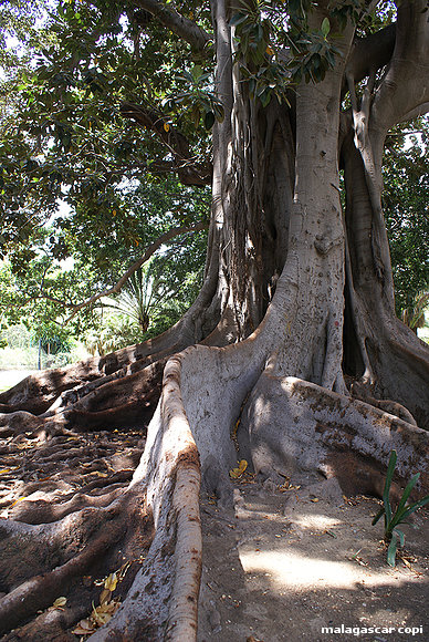 FICUS III