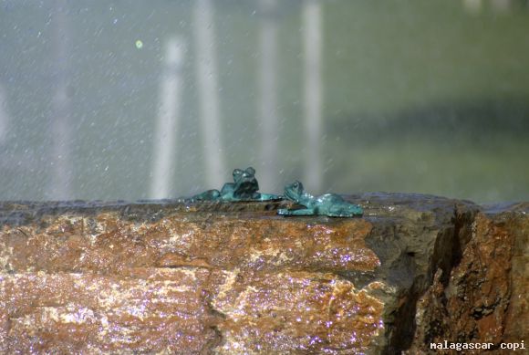 RANAS