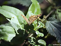 MARIPOSA
