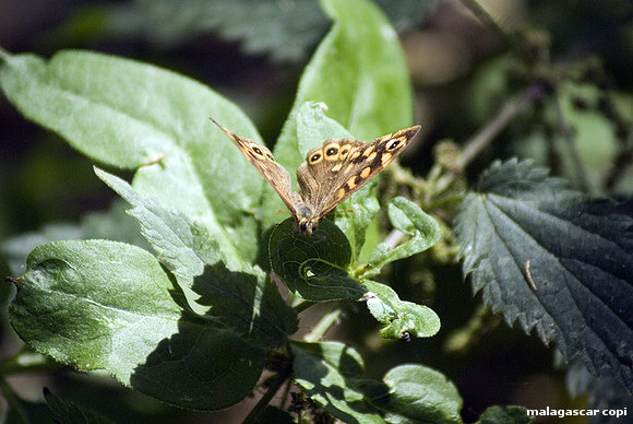 MARIPOSA