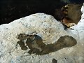 Huella