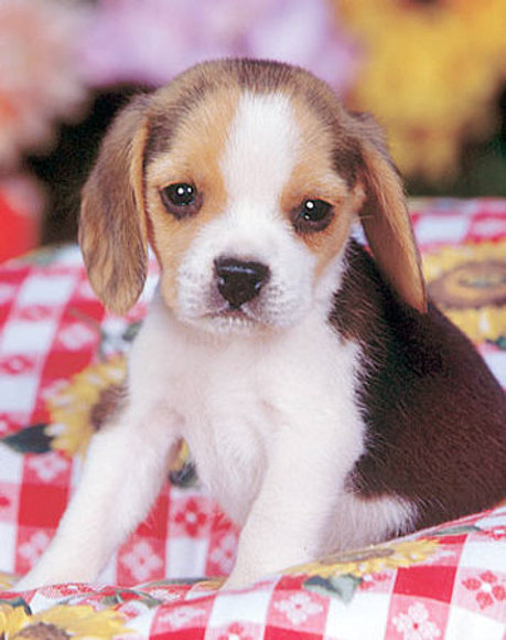 Beagle