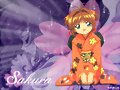 sakura cc