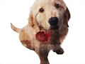 El perro