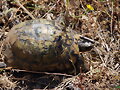 T.Graeca salvaje