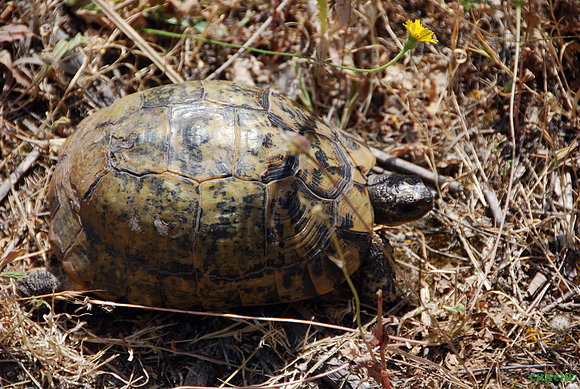 T.Graeca salvaje