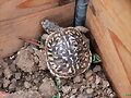 T.Ornata